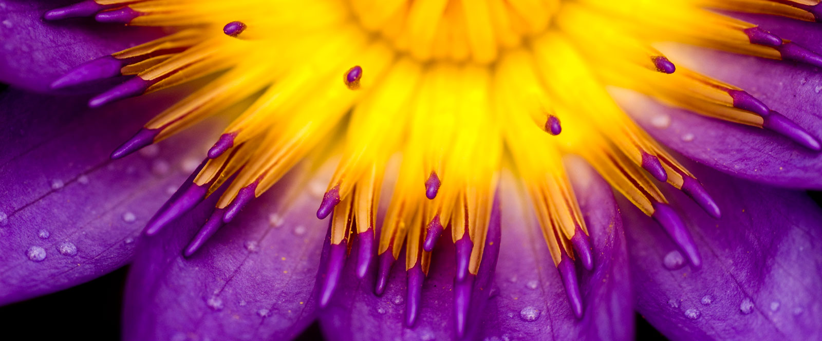 Close up shot of lotus flower