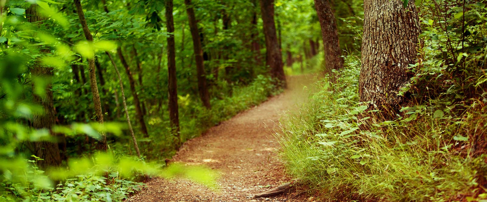 Trail in woods