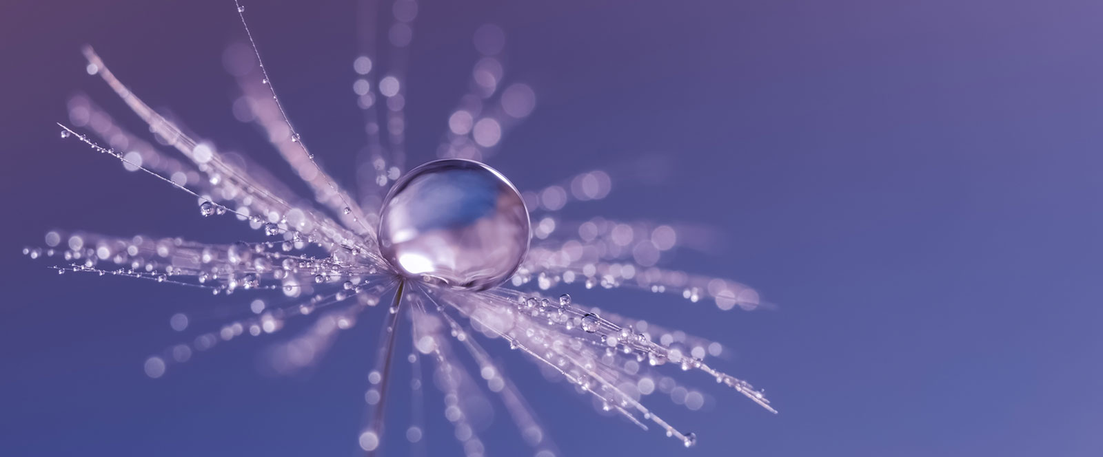 Water droplet resting on a dandelion